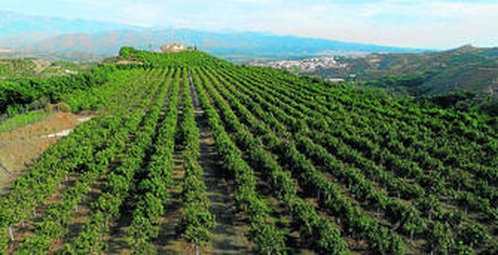Plantación en Málaga de aguacates y mangos.