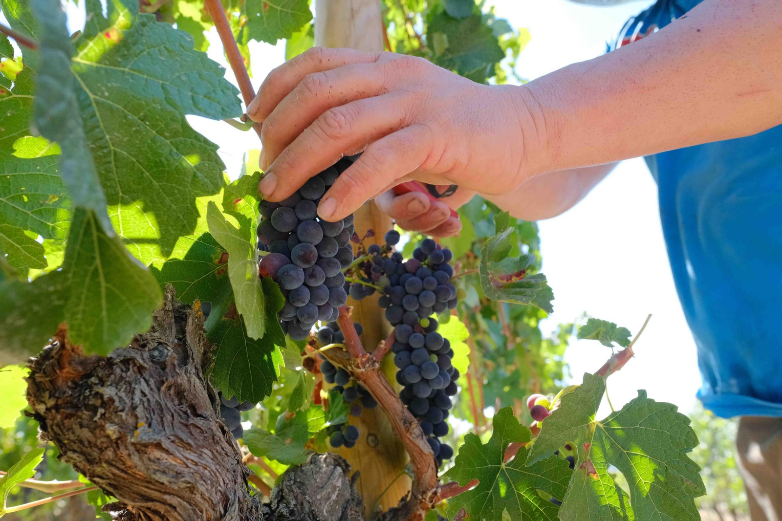 Imagen de la reciente vendimia en la Serranía de Ronda