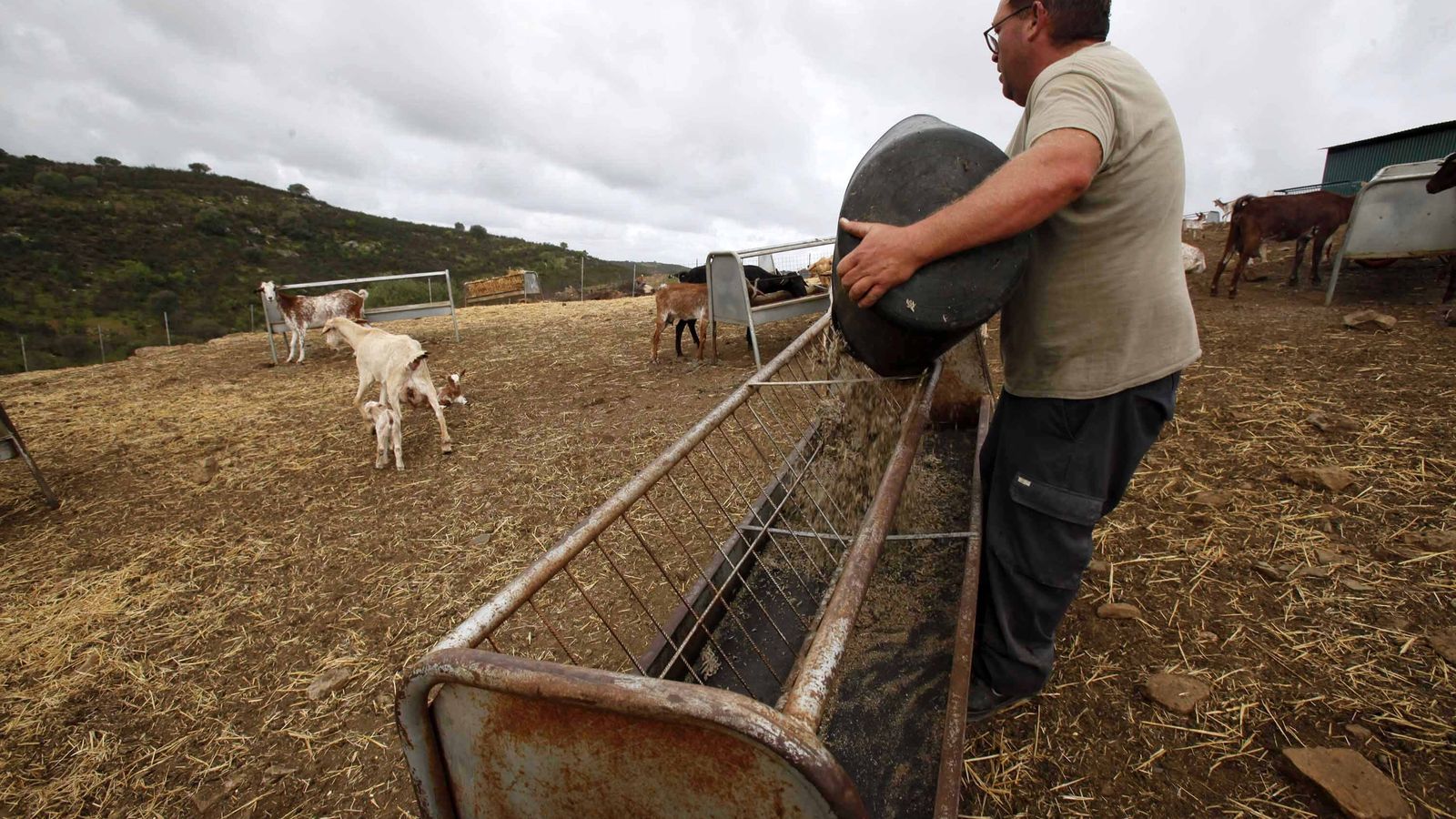 La falta de pastos obliga a los ganaderos onubenses a incrementar sus gastos en pienso