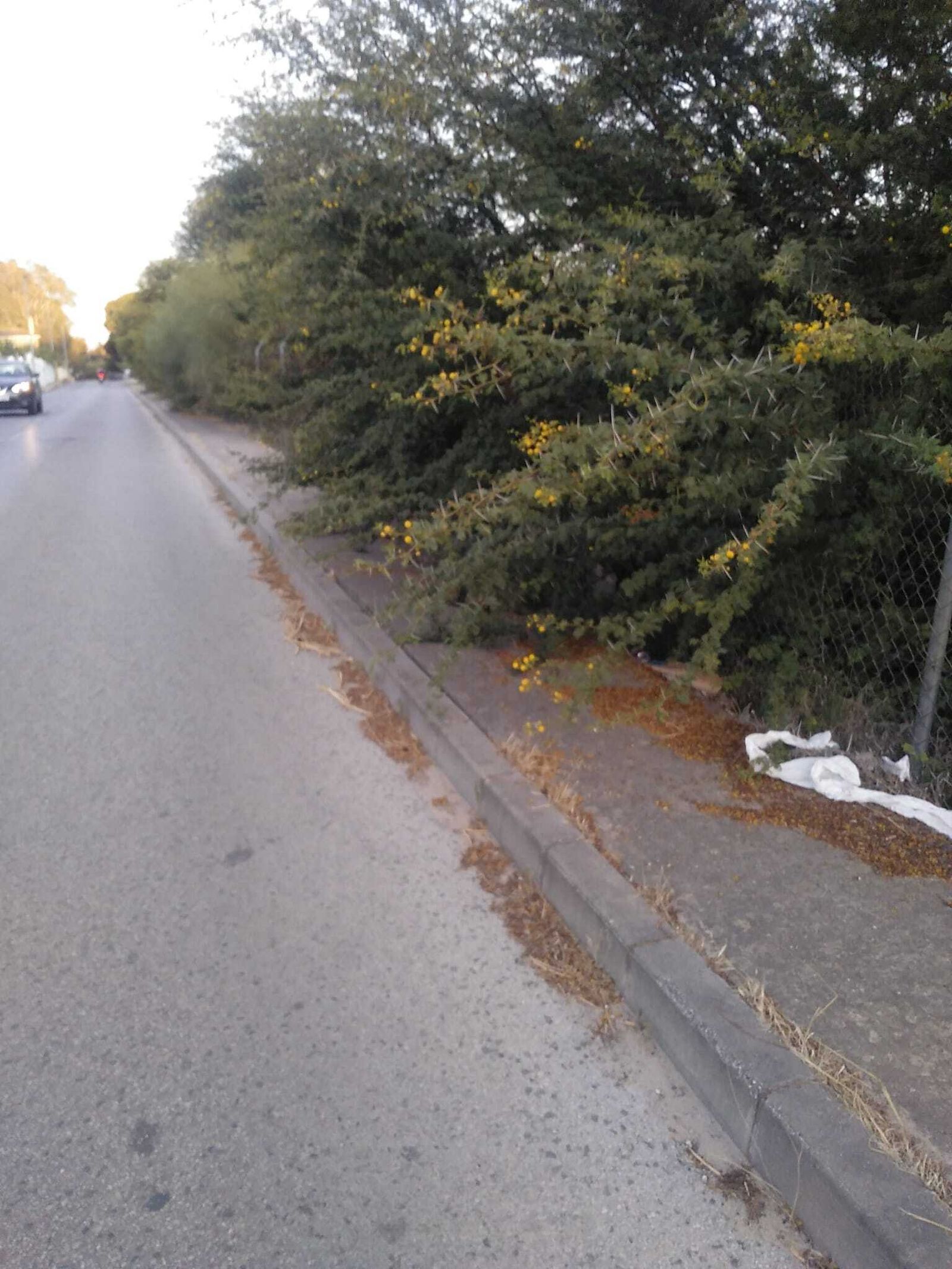 El acerado invadido por las ramas de acacias y otros arbustos.