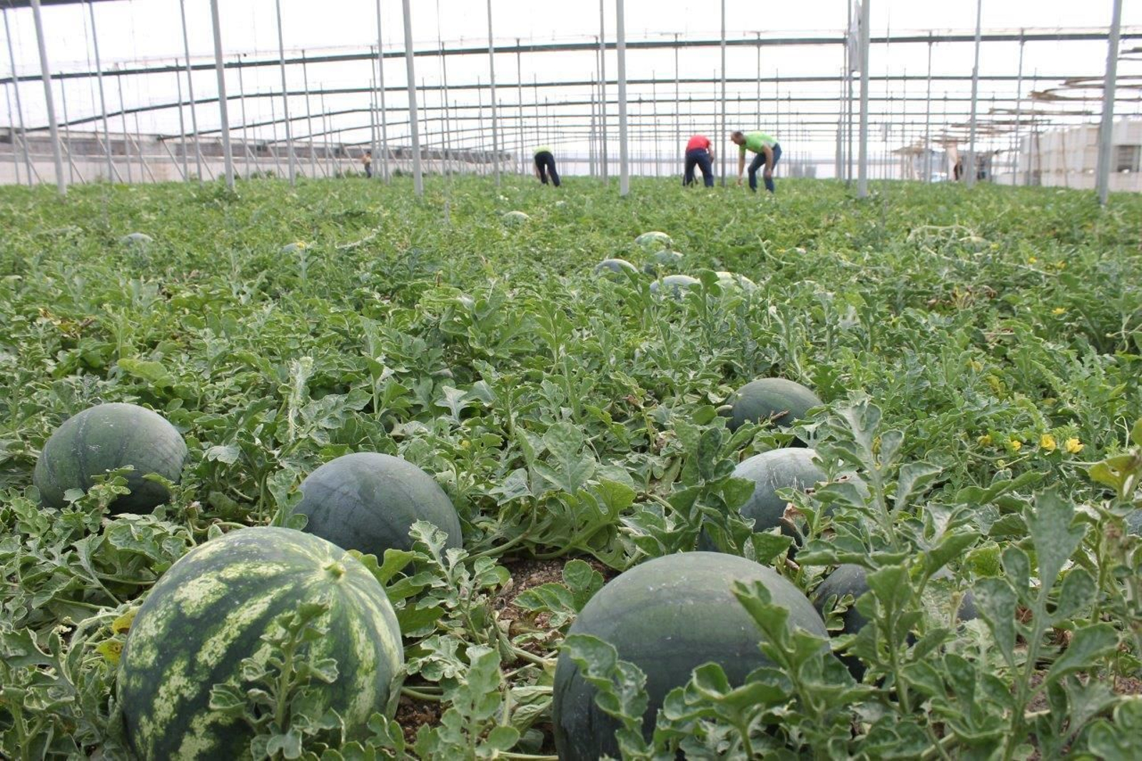 Hace un lustro el melón parecía condenado a la desaparición, pero la demanda ha hecho que vuelva a resurgir en el campo almeriense y crece a un mayor ritmo que la sandía.