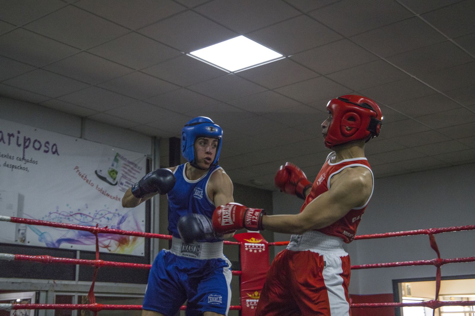 La cantera del boxeo granadino se luce en Armilla