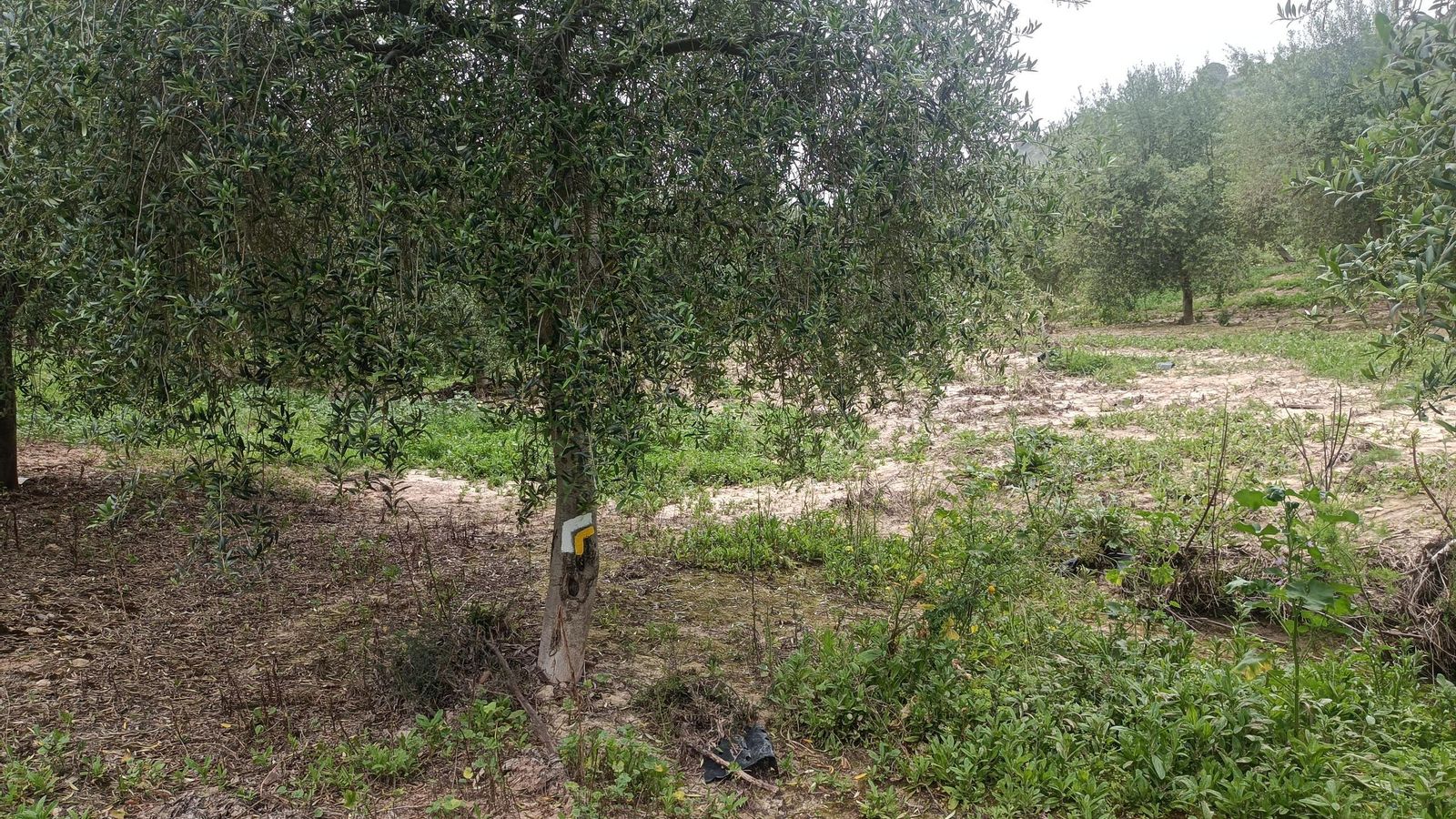 Una marca en el tronco de un árbol indicando un giro.