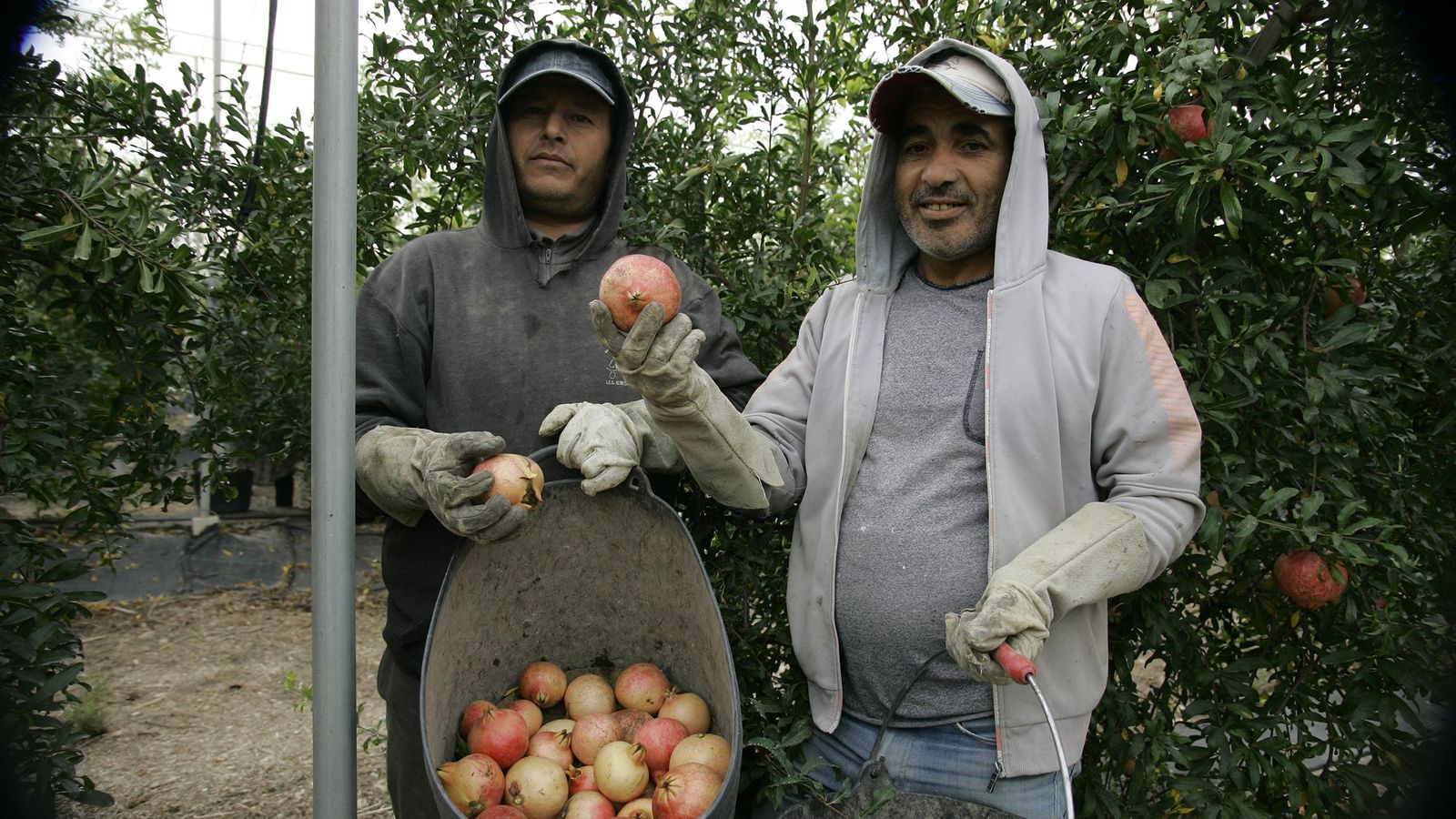 La cuadrilla de recolectores muestra alguno de los ejemplares recogidos.