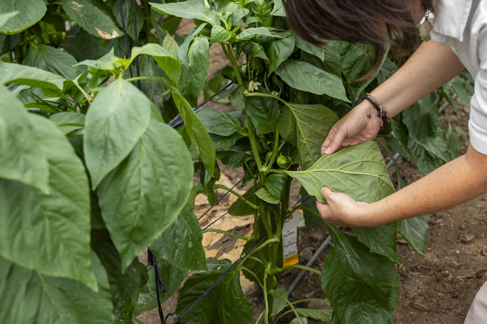 Las imágenes de la suelta de bichos depredadores para la lucha biológica en invernadero por Agrobio