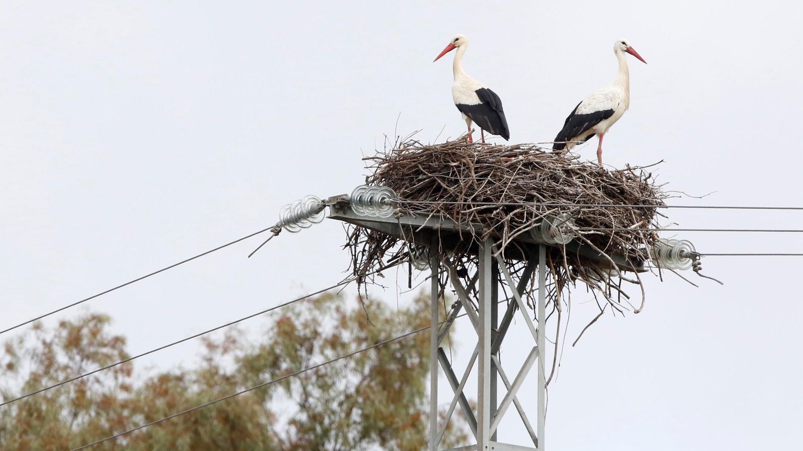 Dos cigüeñas, en un nido cercano a la A-4 antes de Puente Viejo.