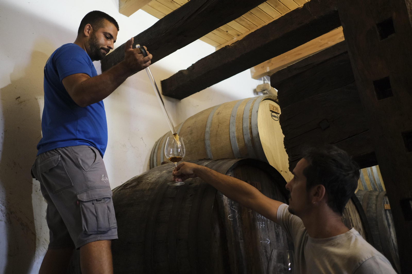 La vendimia de la Axarquía, en fotos