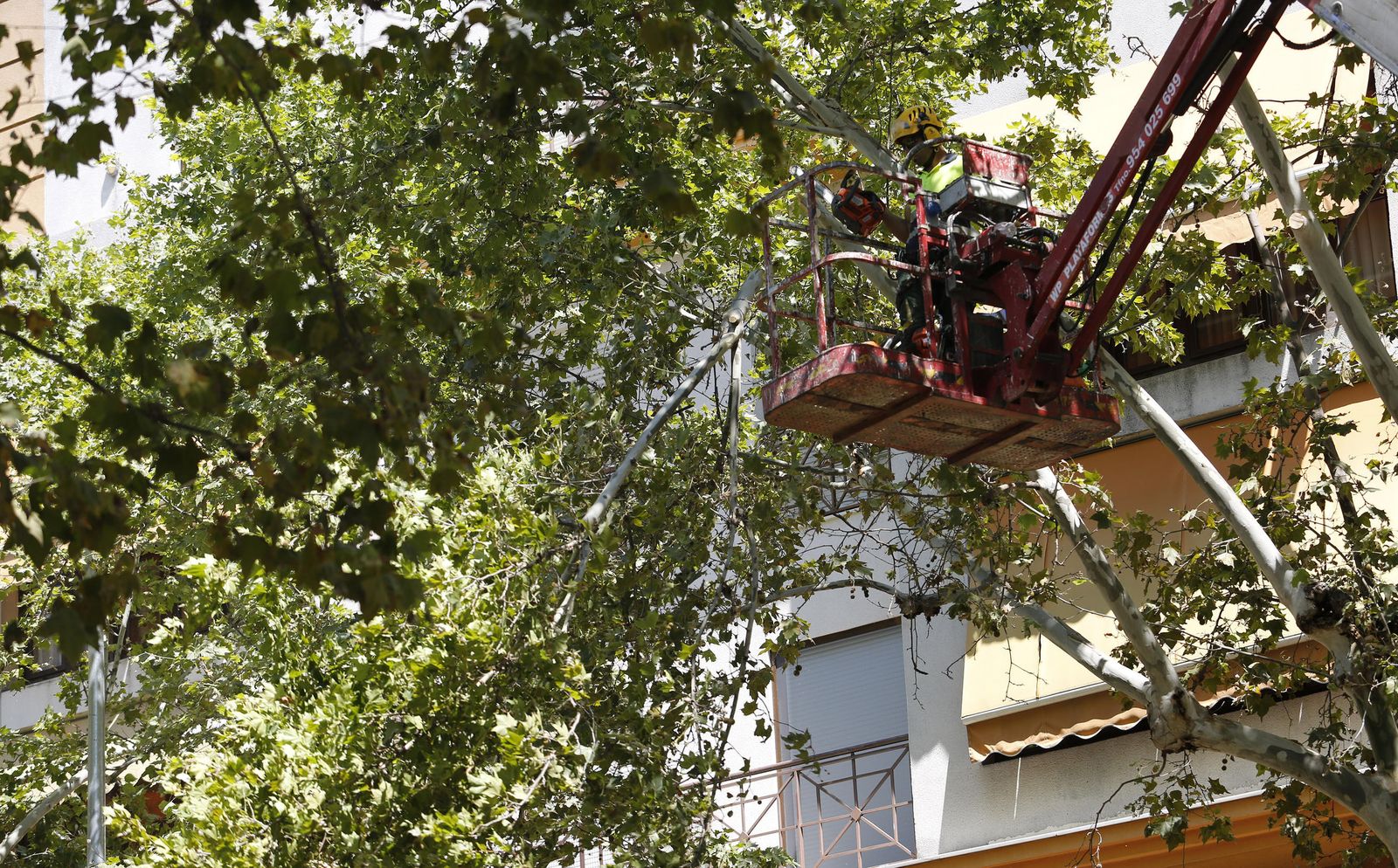 El momento de la tala en la Avenida de Cádiz