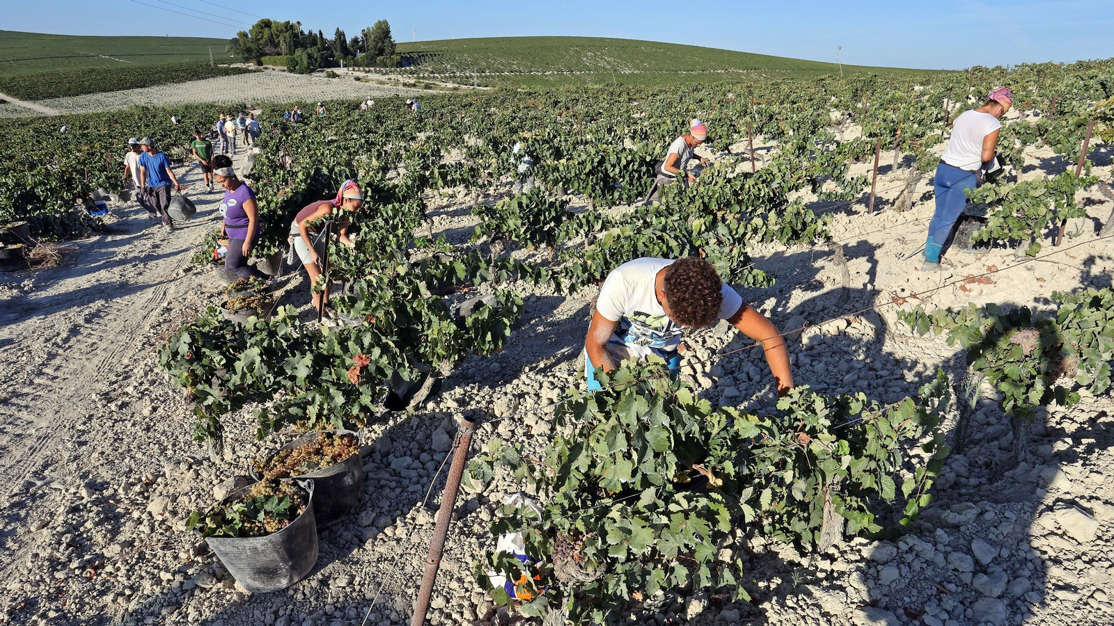 Vendimia a mano en la Viña El Caribe en Jerez