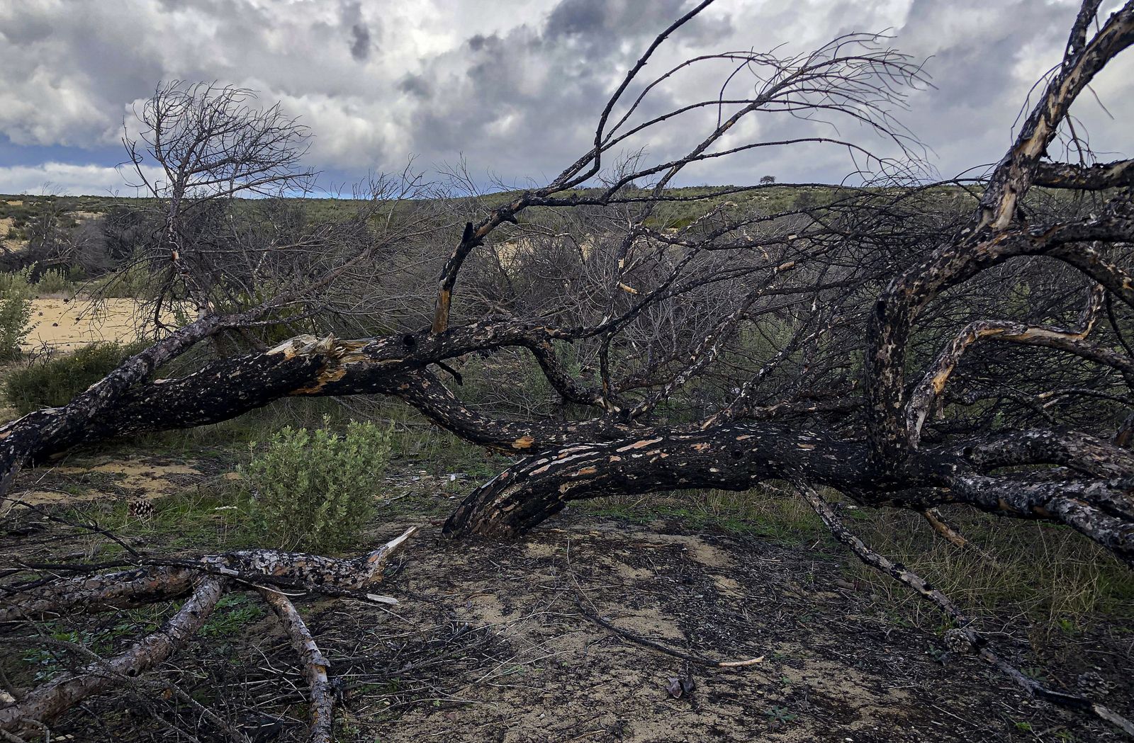 El resurgir de Doñana: tres años después del incendio