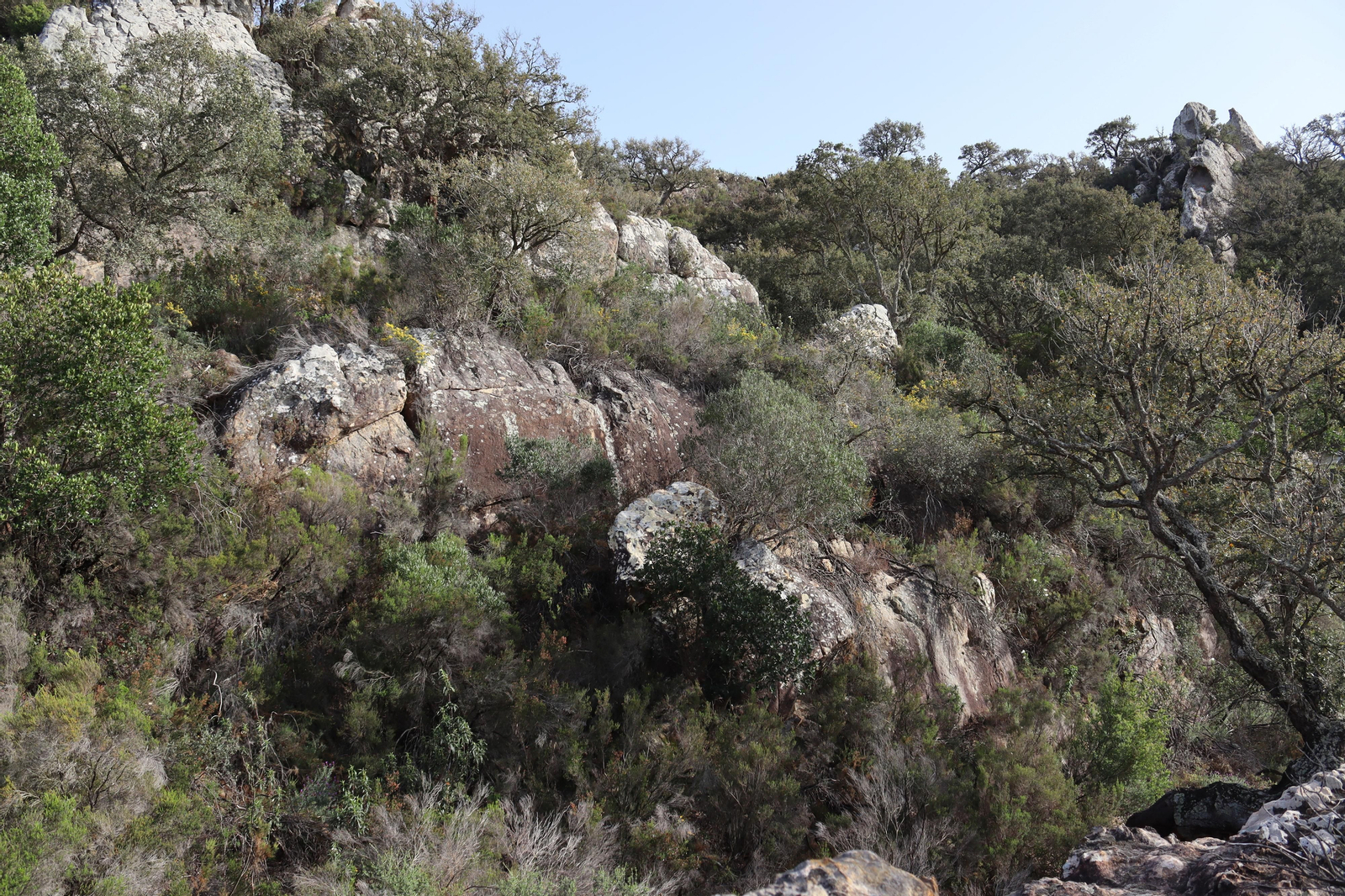 Fotos de la flora y fauna del Parque Natural de Los Alcornocales