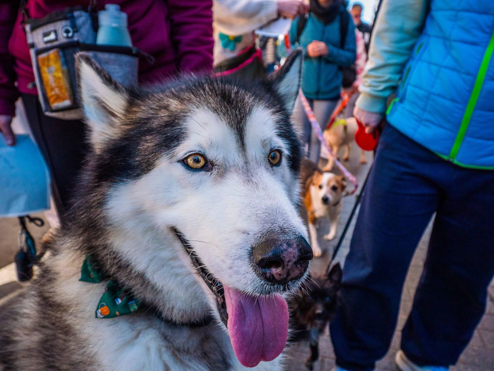 Las imágenes de San Antón 2025 en San Fernando