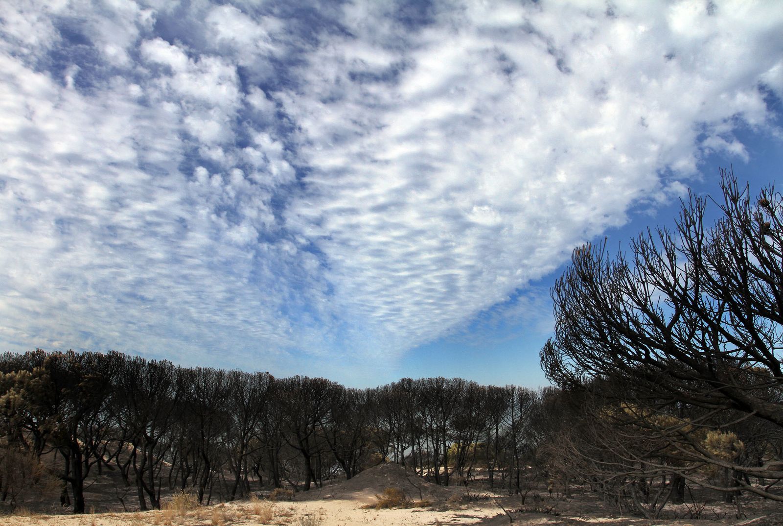 Imágenes de las consecuencias del incendio de Moguer