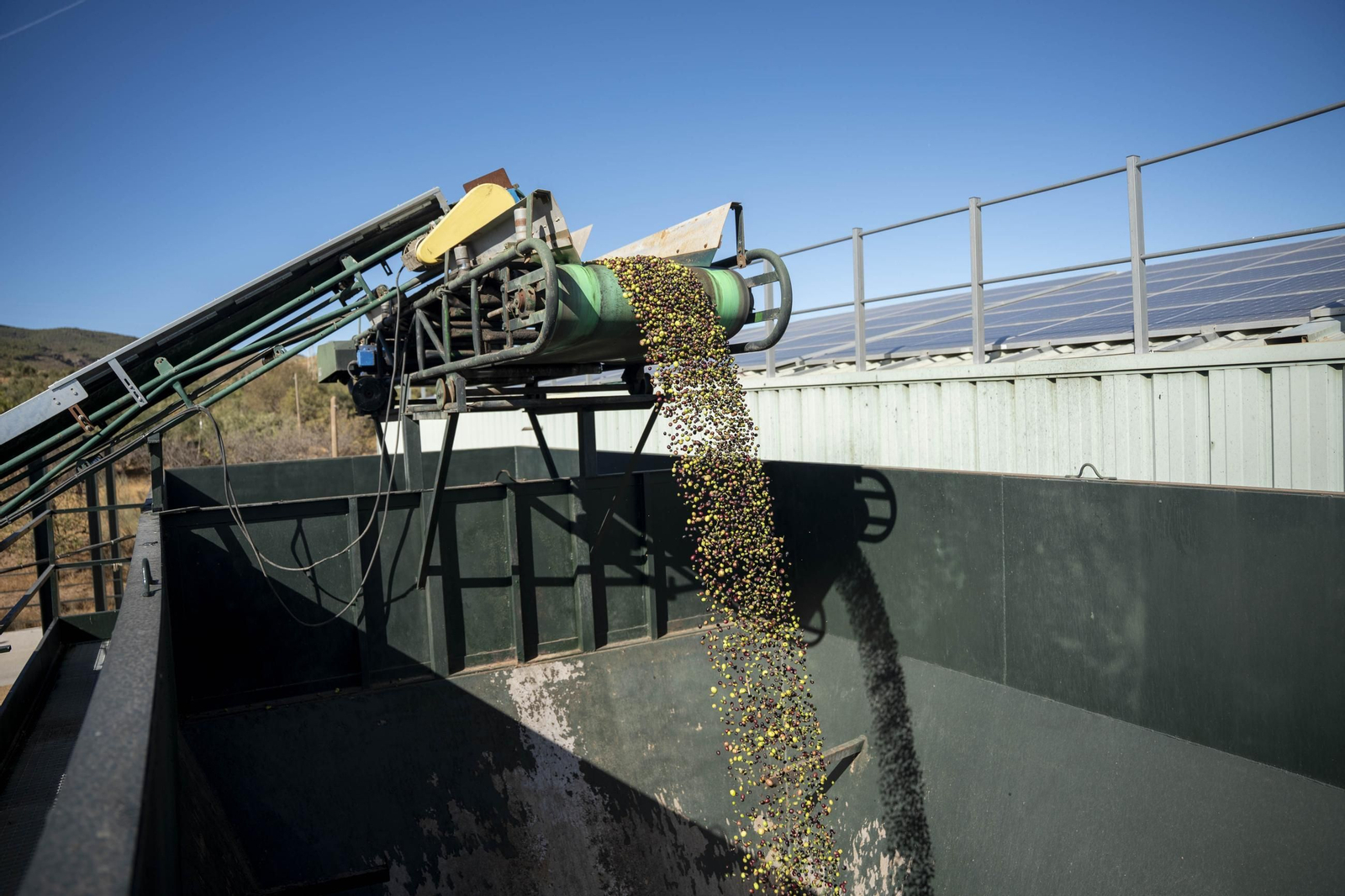Os enseñamos como se hace el aceite en la almazara de Fiñana, en imágenes