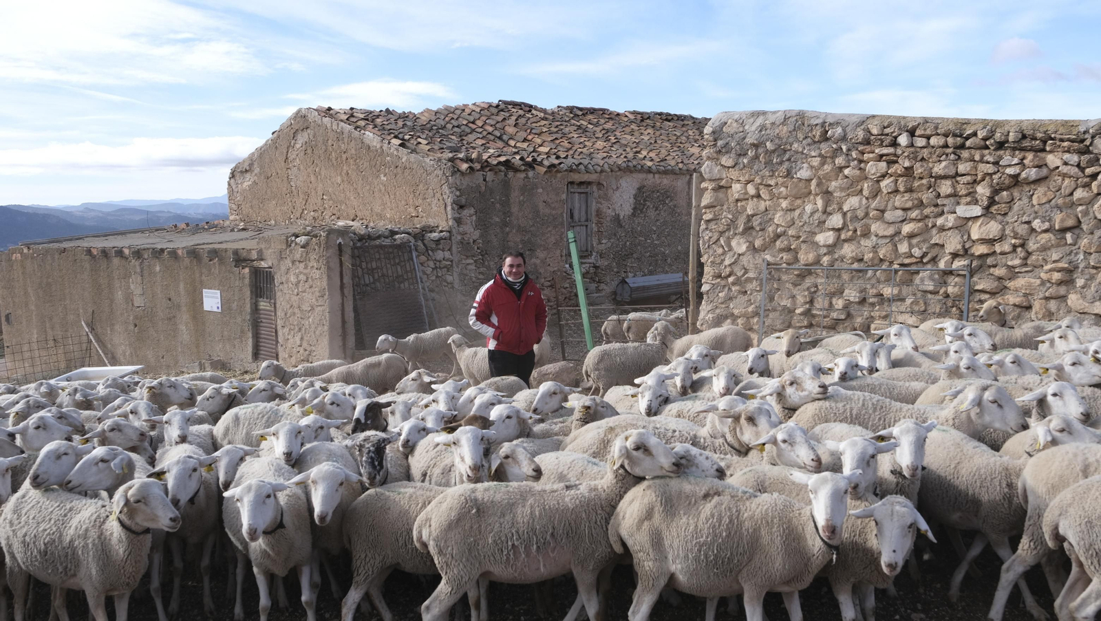 Fotogalería de la ganadería tradicional de Vélez Rubio, las imágenes más tiernas de los corderos recién nacidos