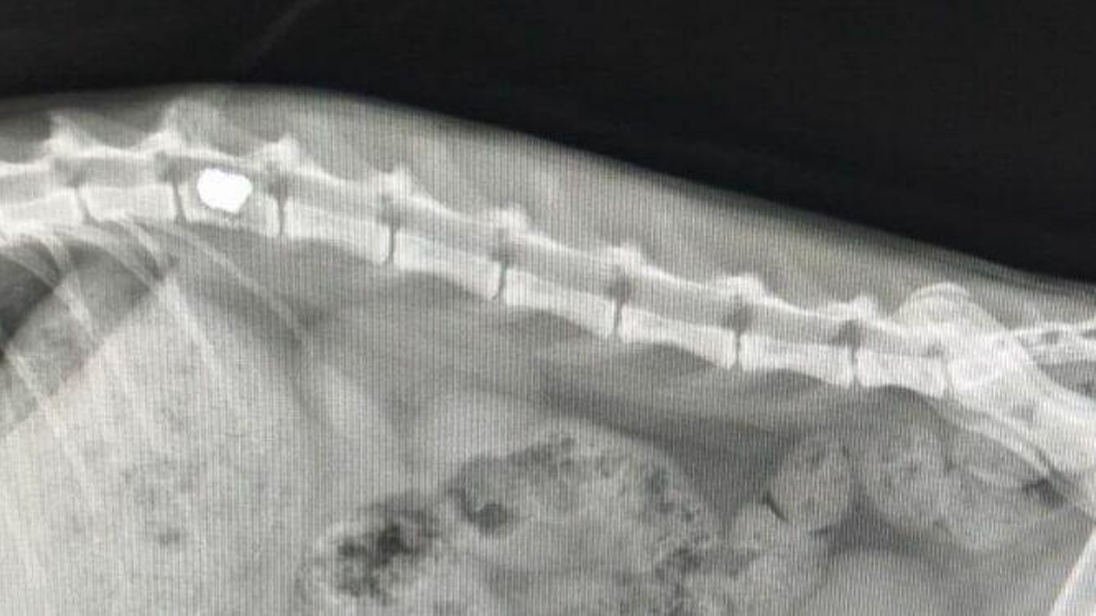 Radiografía del gato tras el disparo.