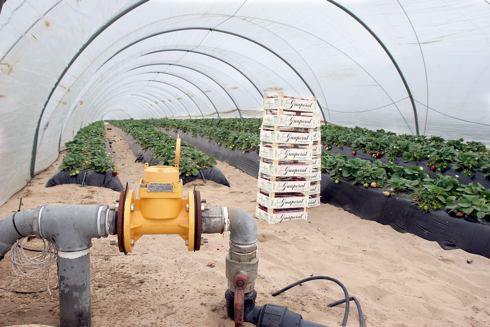 Una válvula de regadío en una plantación de fresas en Huelva.