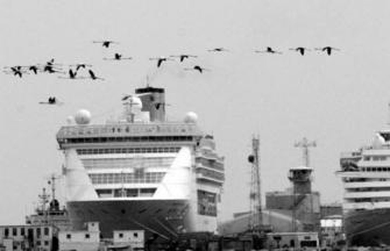 Flamencos en migración