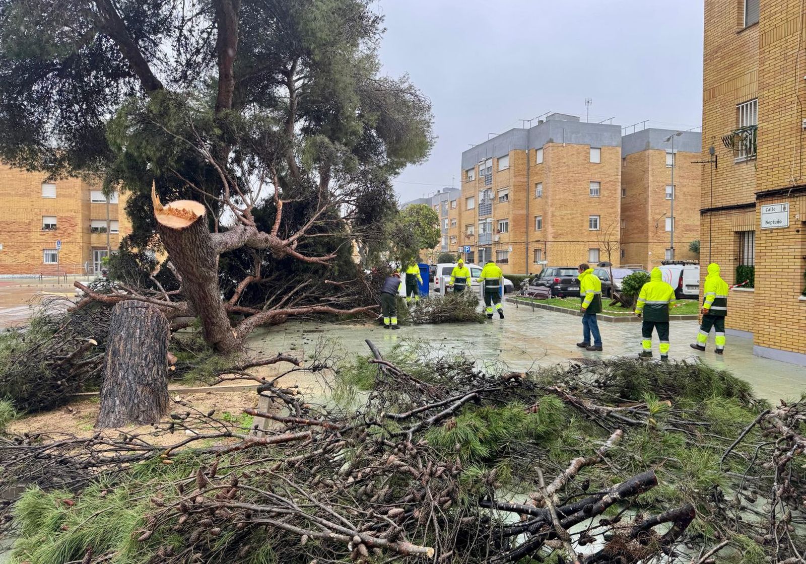 Árbol partido por la mitad en Rota.