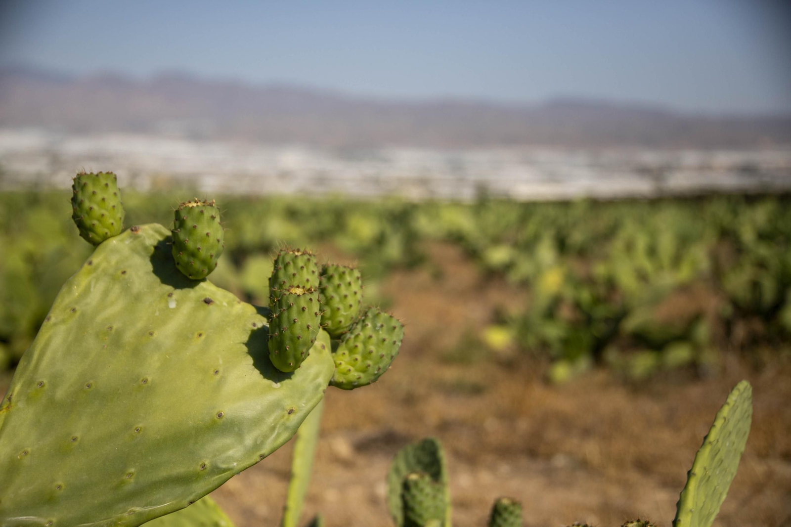Plantación de chumbos de Níjar