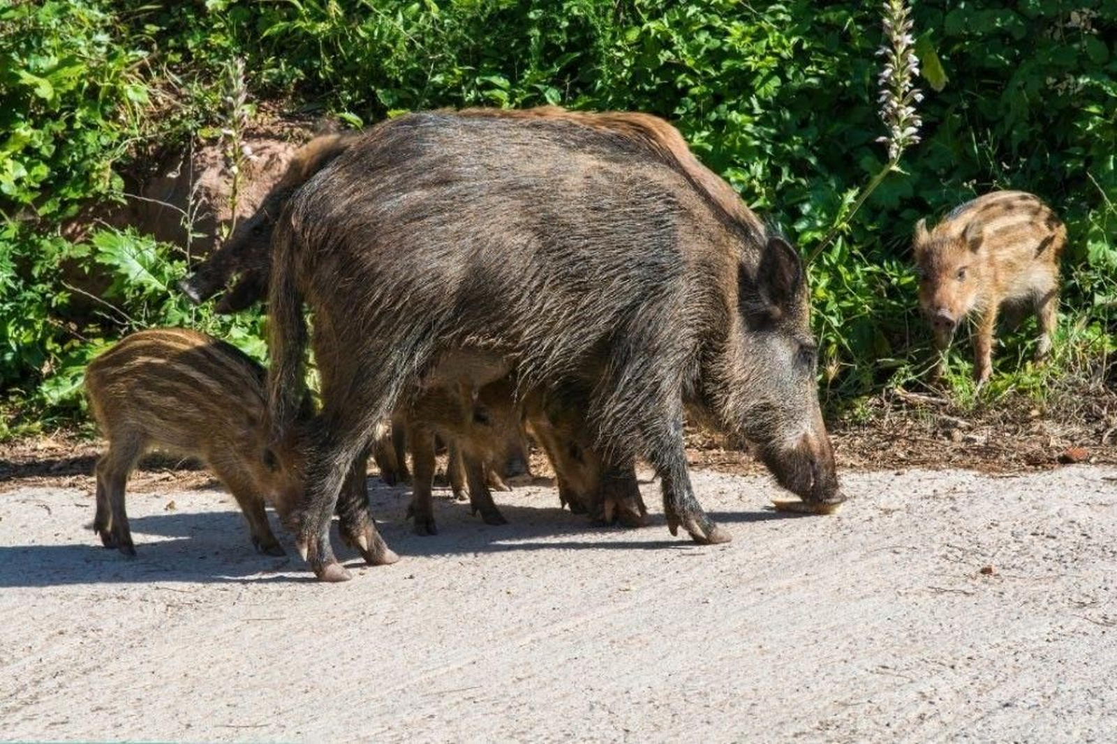 Presencia de jabalíes en un entorno urbano en una imagen de archivo.