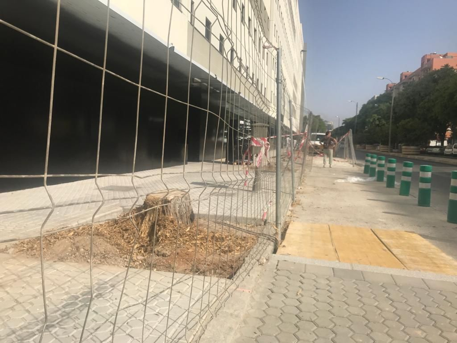 Uno de los 13 árboles talados sin licencia en la avenida Ramón Carande.