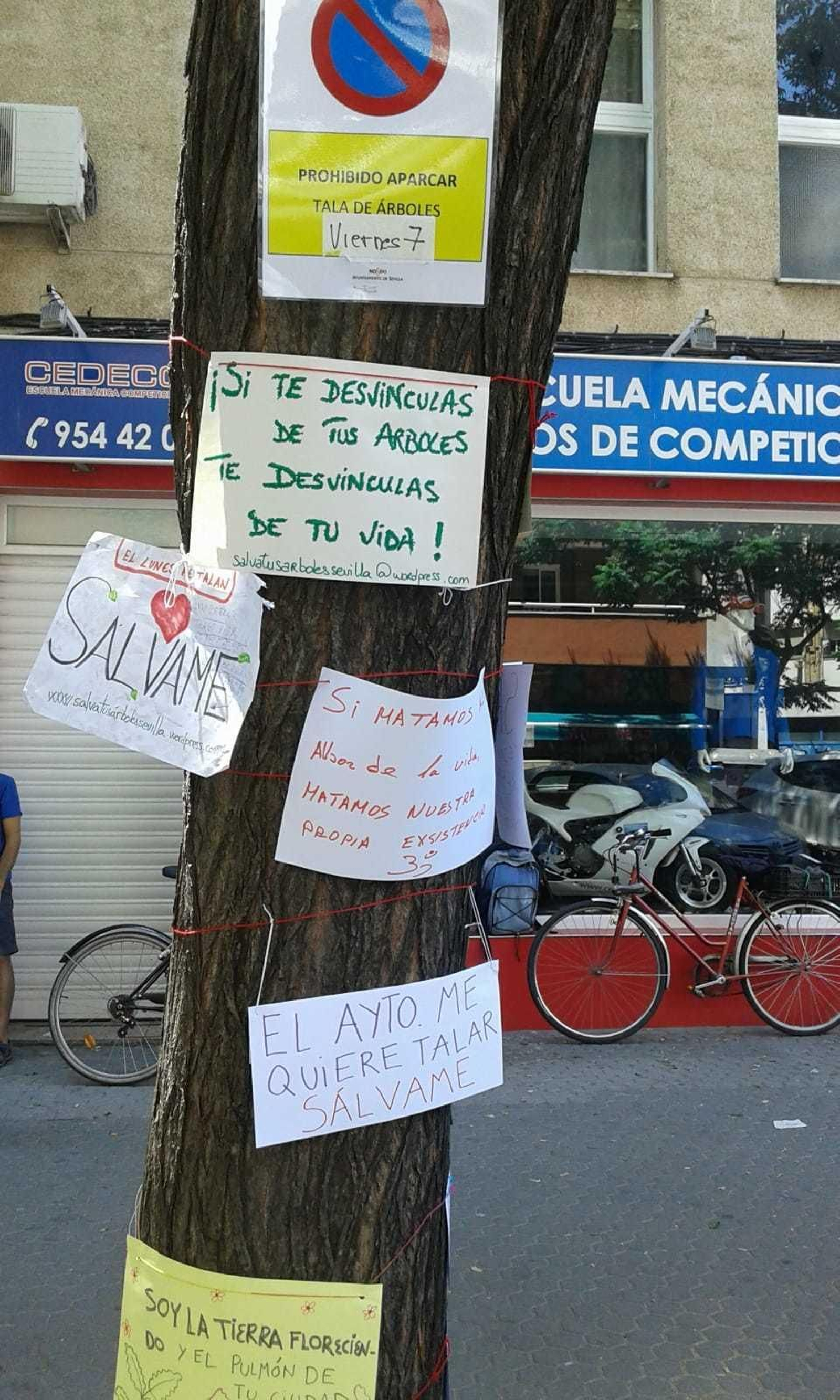 El árbol de Amador de los Ríos que logró salvar ayer la plataforma.