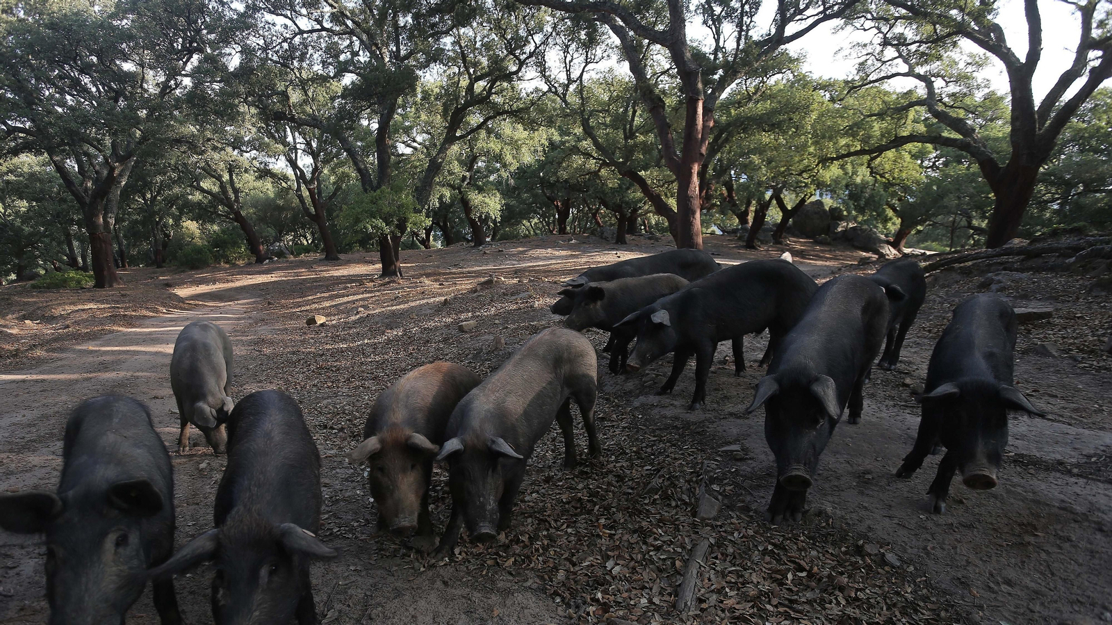 Las mejores fotos de la cueva de la Laja Alta