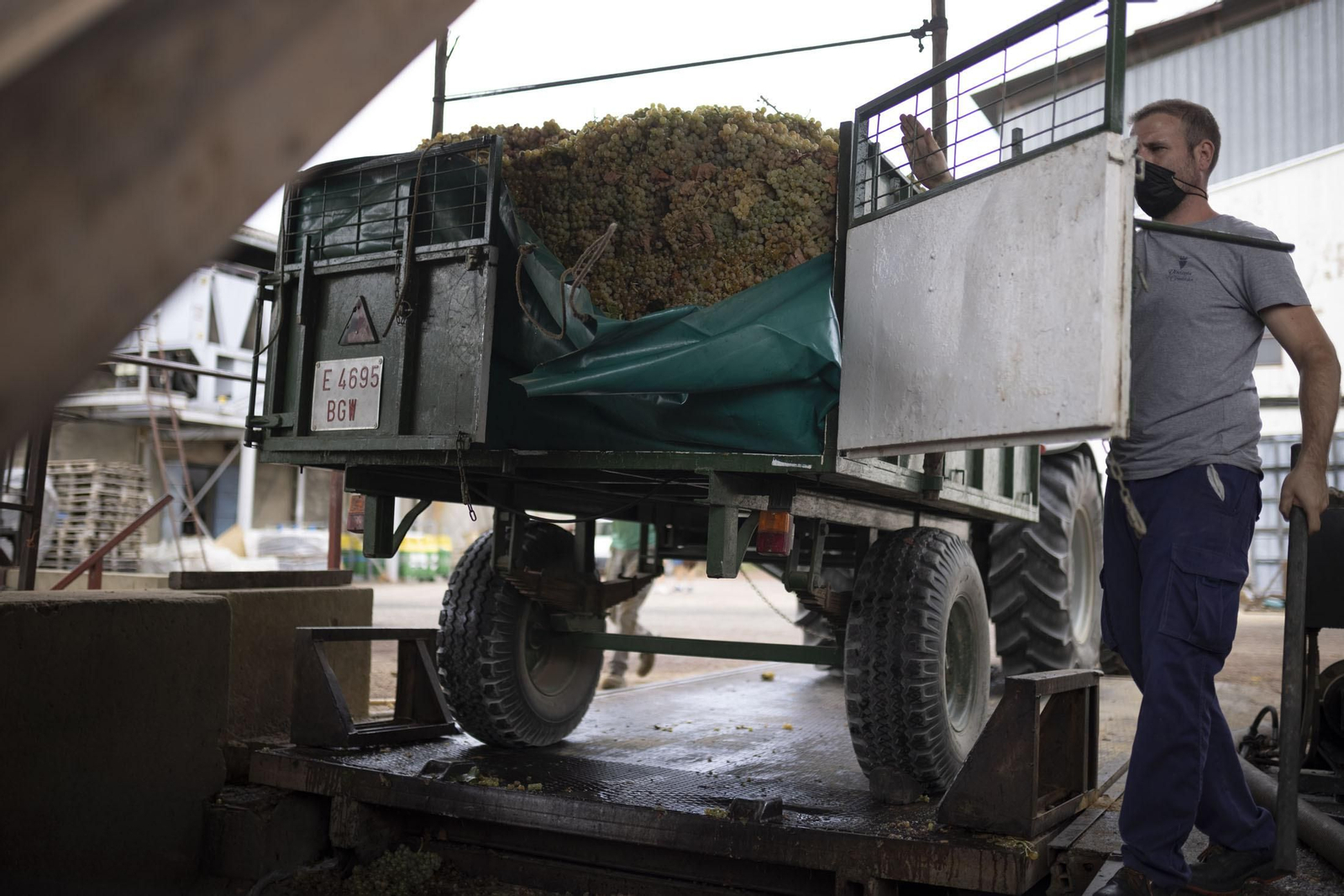 Imágenes de la vendimia en el Condado de Huelva