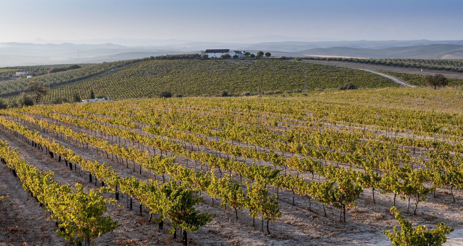 Viñedos de Montilla-Moriles.