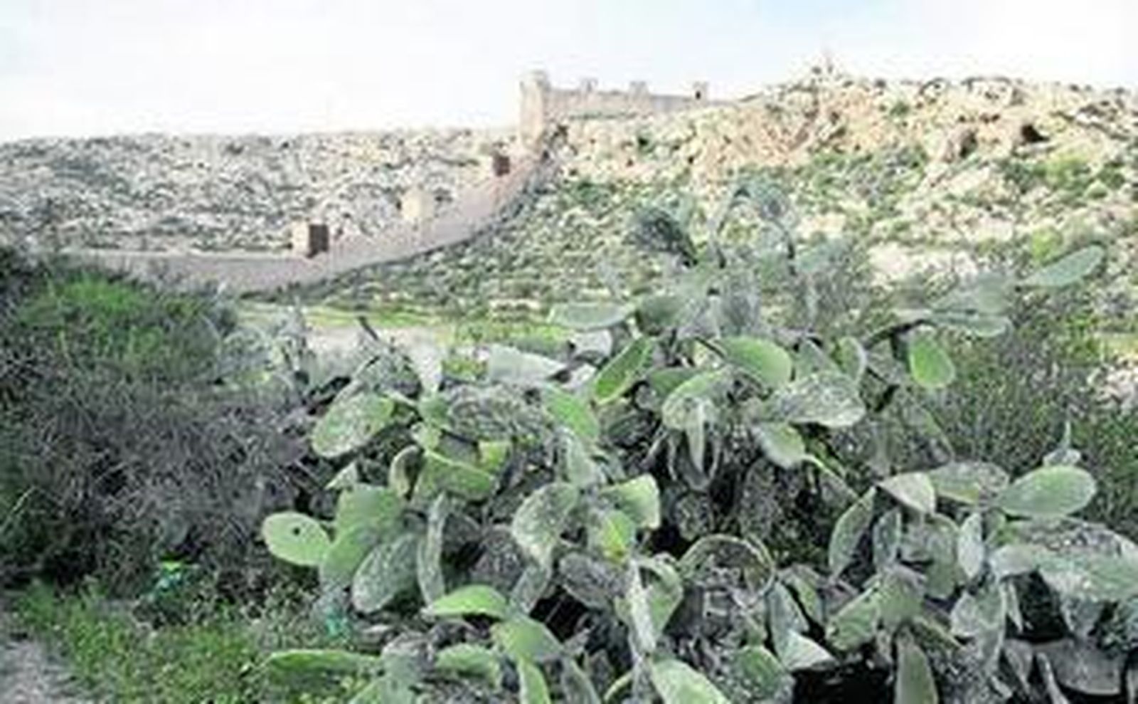 Las paletas del entorno de San Cristóbal sufren la cochinilla afectando también a la Plaza Vieja.