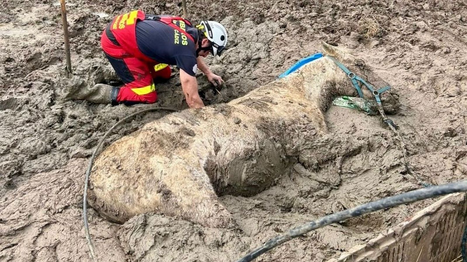 Los bomberos rescatan a un caballo atrapado en el barro en Jimena.
