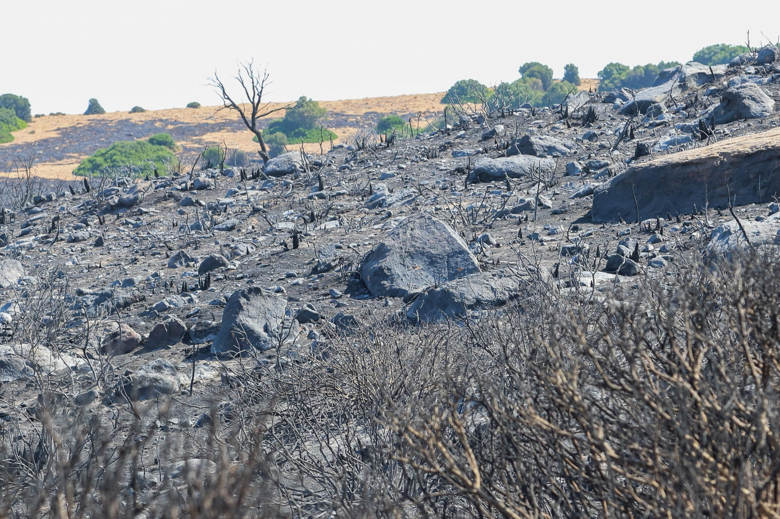 Las fotos de los efectos del incendio forestal en la Sierra de la Plata y Atlanterra, en Tarifa