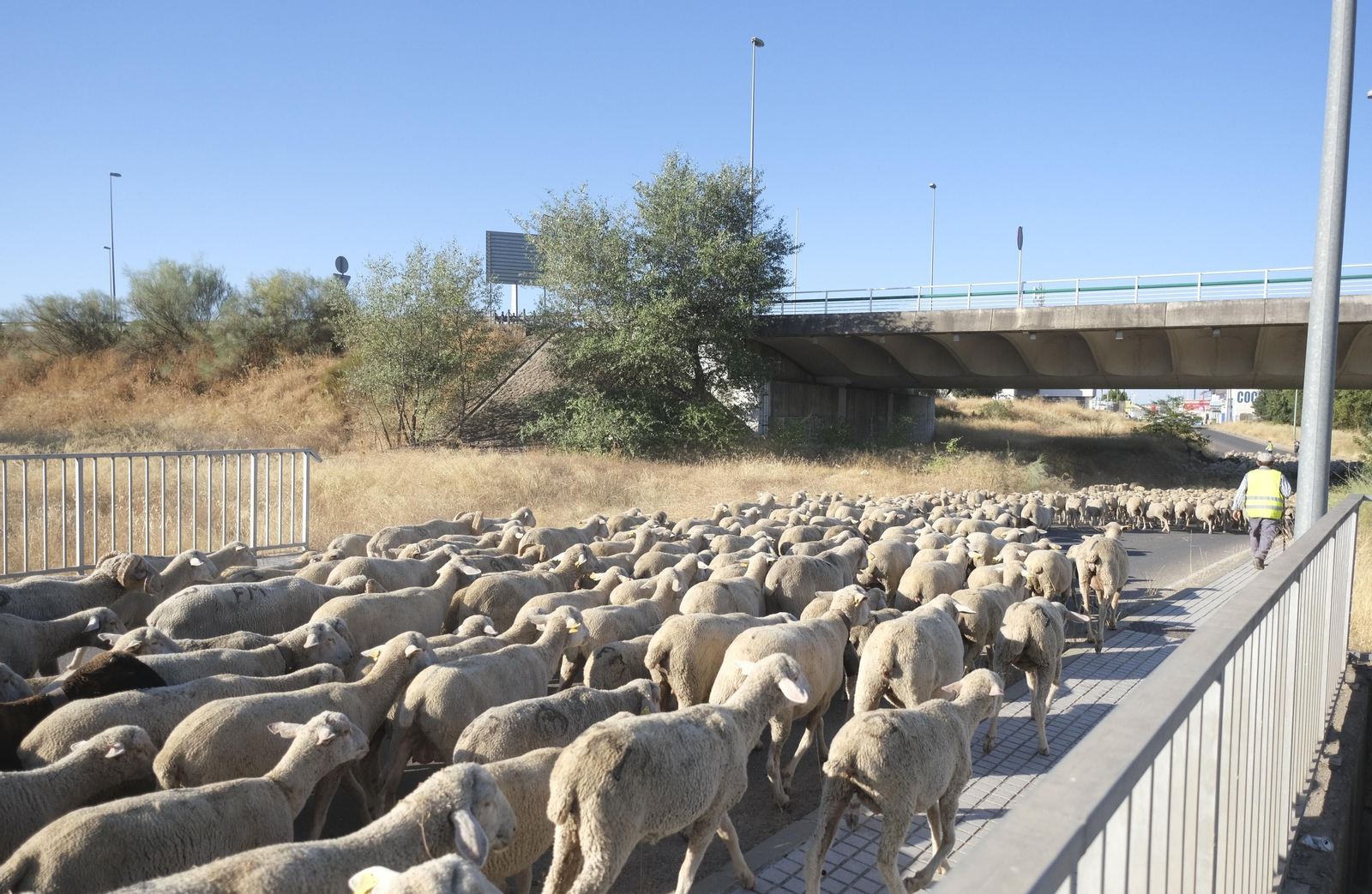 Un paseo trashumante por Córdoba, en imágenes Un paseo trashumante por Córdoba, en imágenes
