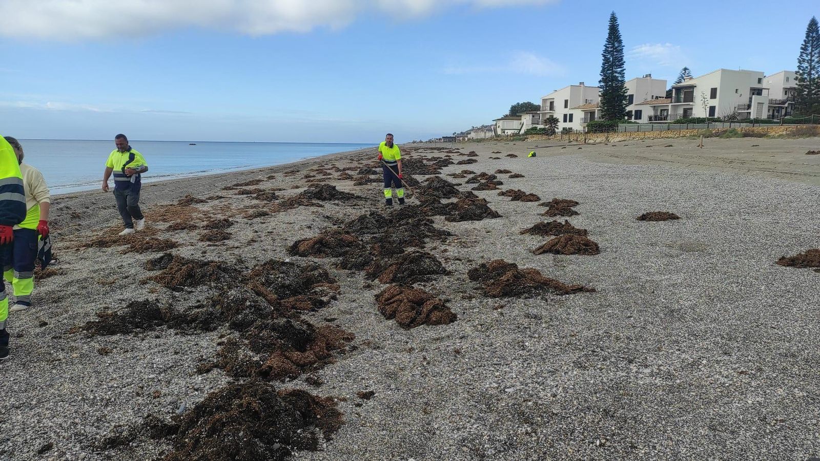 Operarios retirando algas en la costa manilveña.