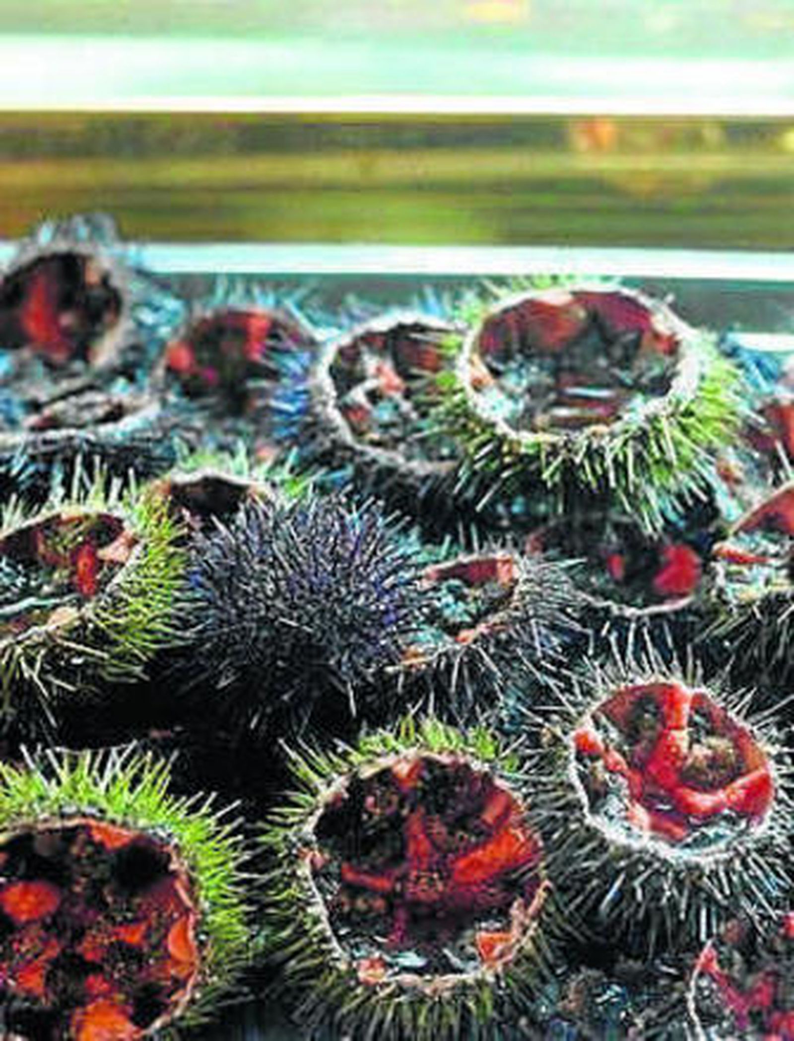 De dónde vienen los platos de Adriá