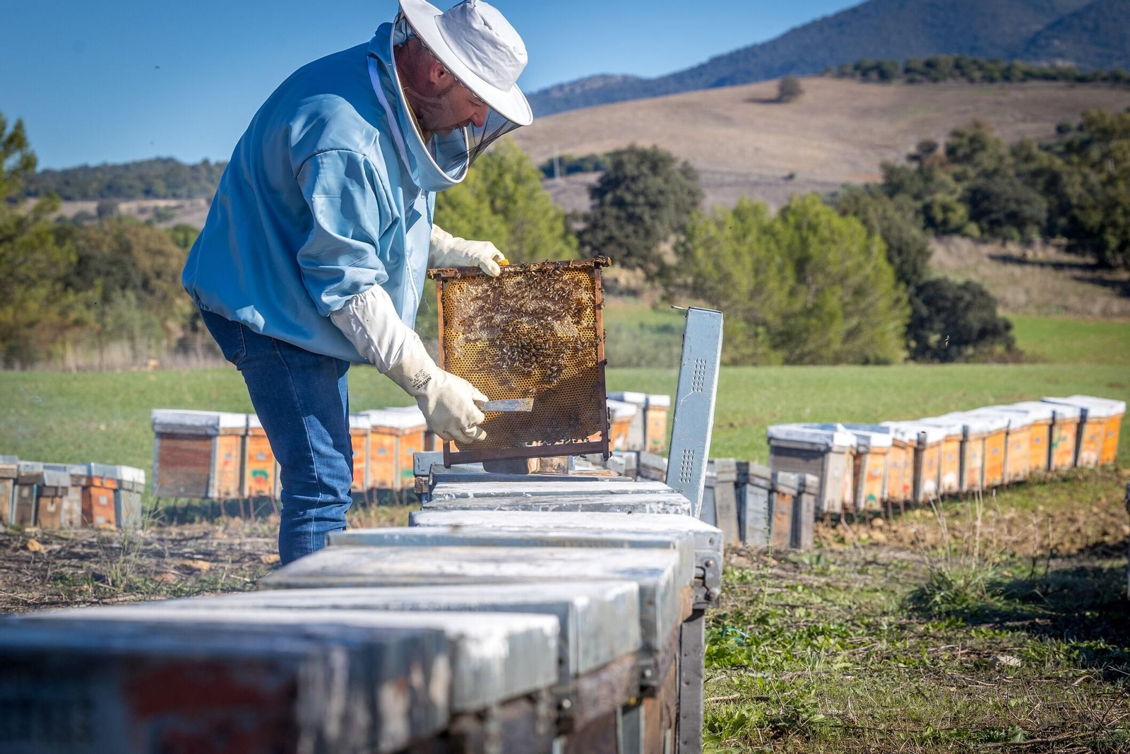 José Payán, protegido con un buzo de apicultor, extrae un panal de abejas de una de sus colmenas.