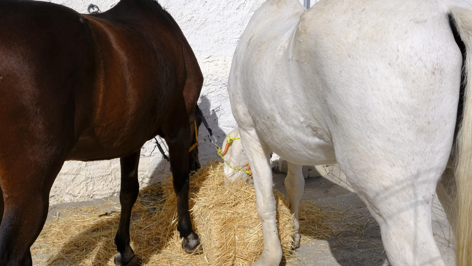 Las fotos de la Feria del Ganado y del Pájaro Perdiz en Albox