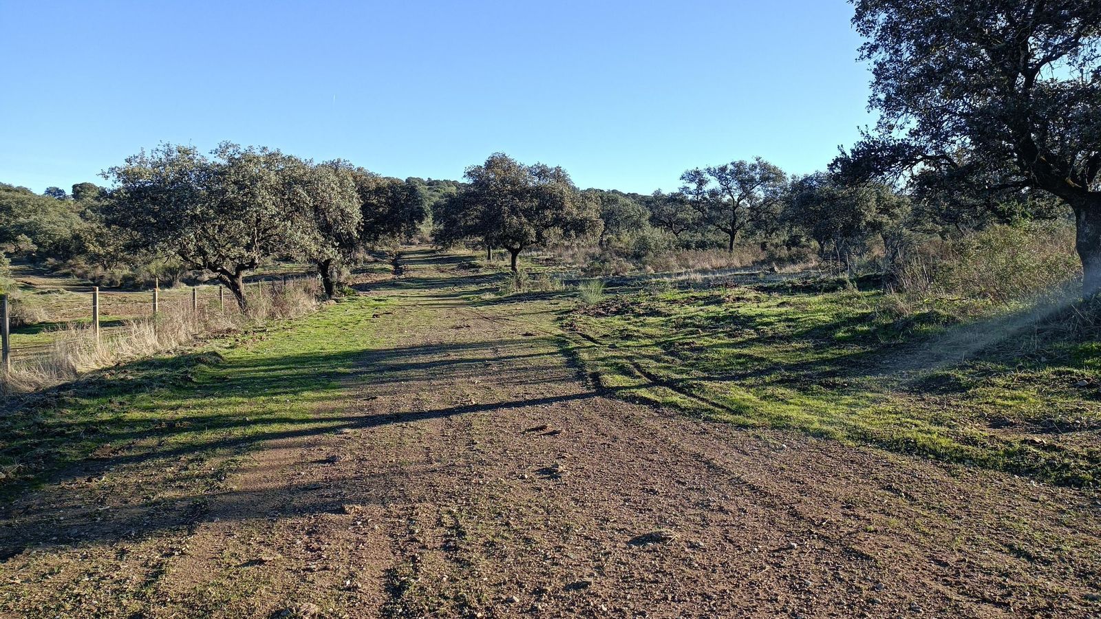 Vamos a disfrutar mucho de la dehesa en esta ruta.