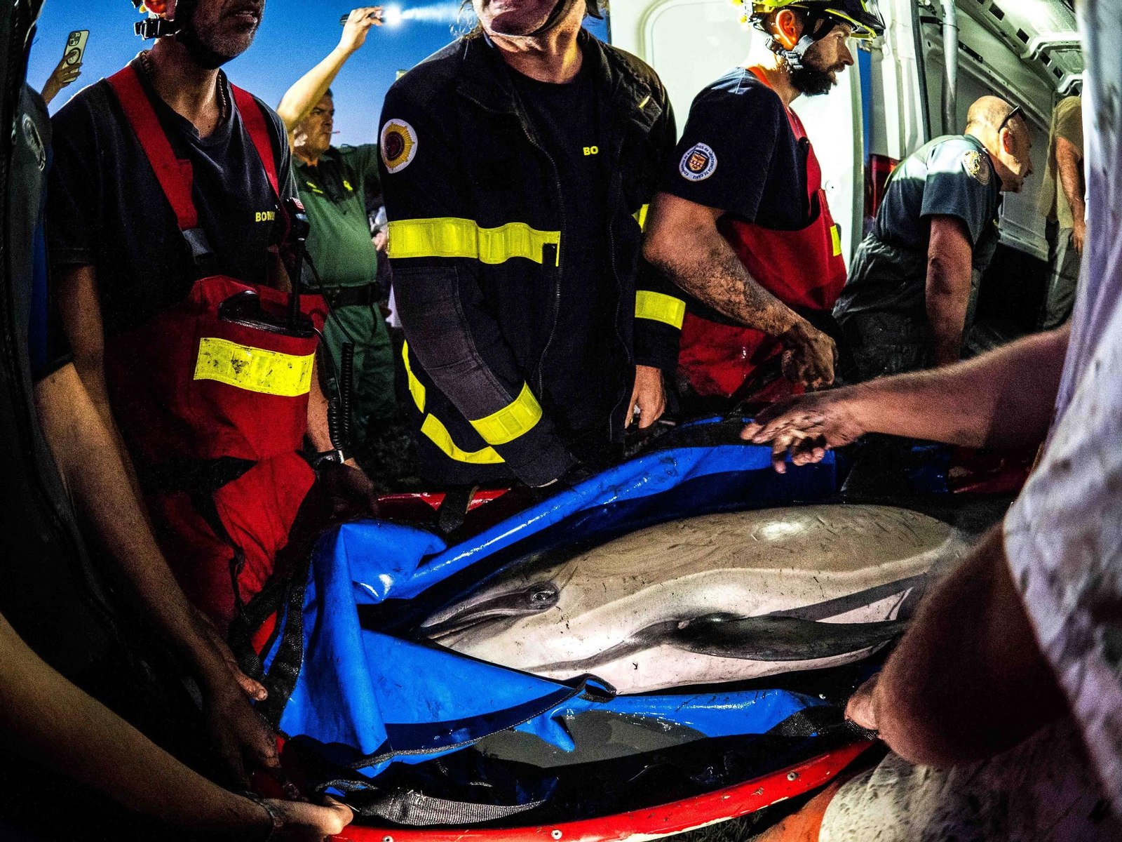 Así fue el rescate del delfín varado en San Fernando