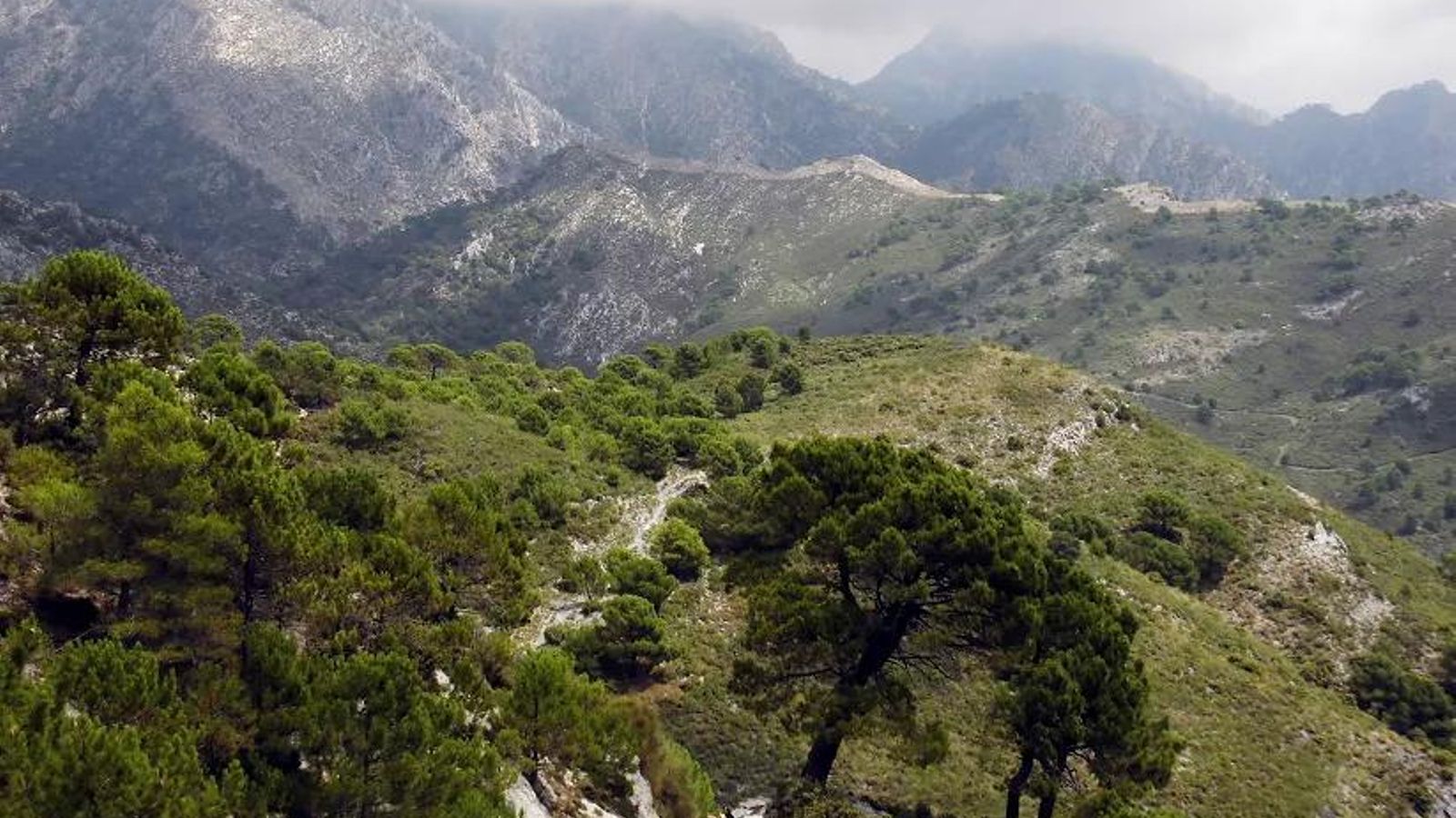 Los pinares serán una constante. Los pinares serán una constante.