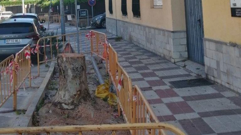 Denuncian la tala de árboles en la avenida de la Constitución, en El Puerto