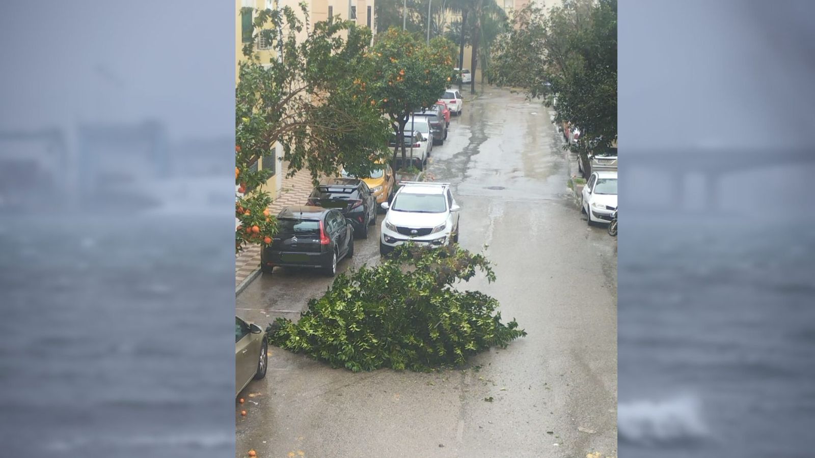 El árbol caído por el temporal este martes en La Bajadilla, en Algeciras.