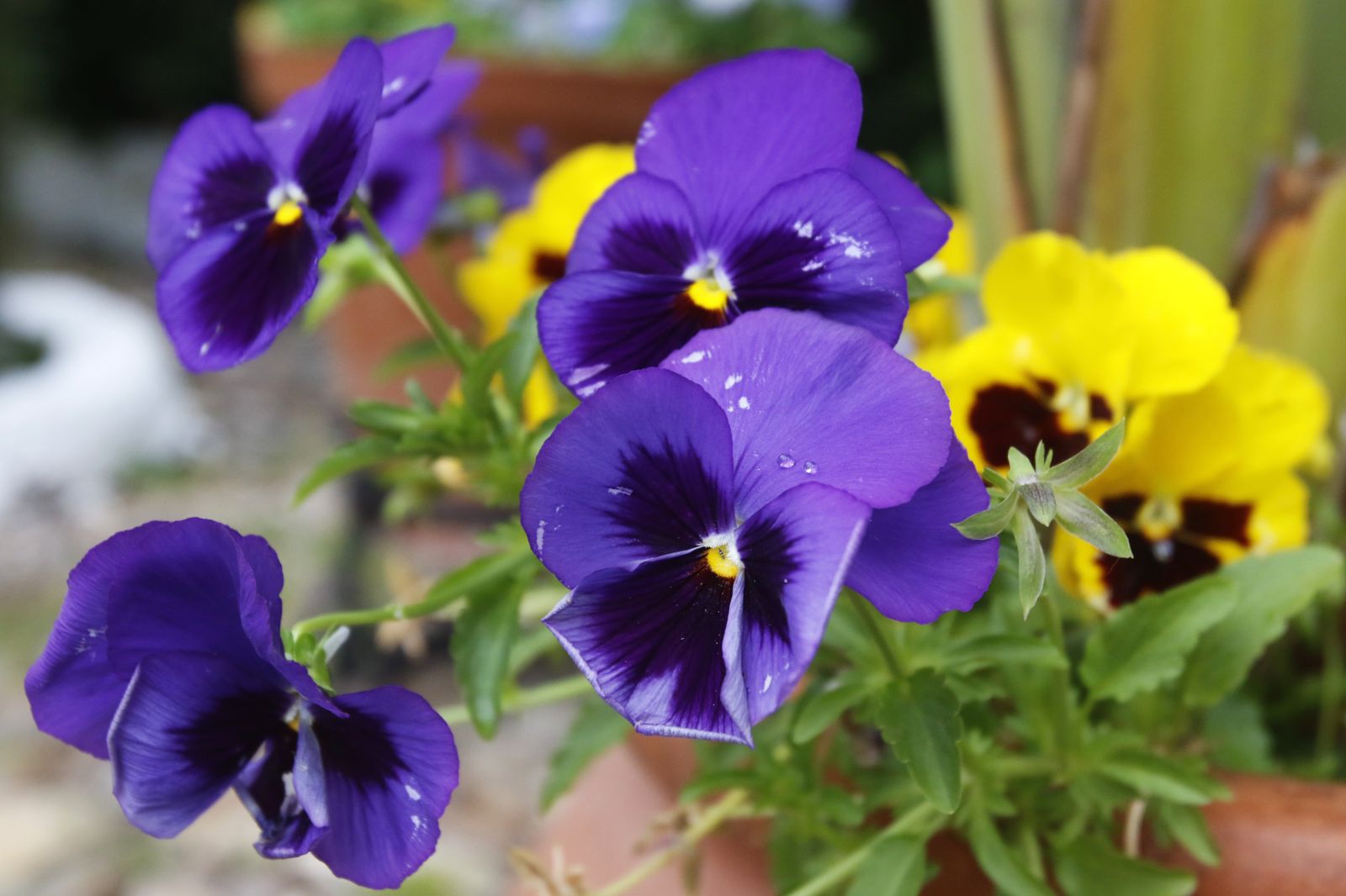 Los Patios  de Córdoba en tiempos de crisis: Siete Revueltas, 1