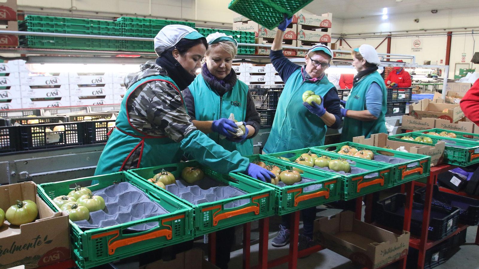Las operarias confeccionan el fruto con mimo, limpiándolo uno por uno y colocándolo en las cajas como si se tratara de bebés. Las operarias confeccionan el fruto con mimo, limpiándolo uno por uno y colocándolo en las cajas como si se tratara de bebés.