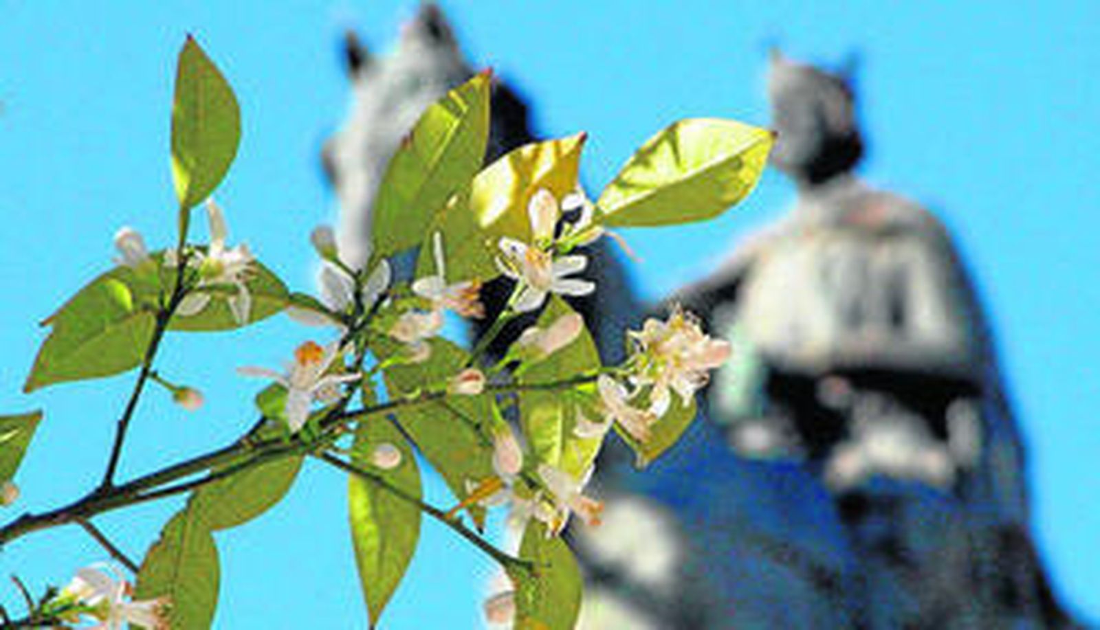 Un 49% de los encuestados identifica el aroma de la capital andaluza con el azahar.