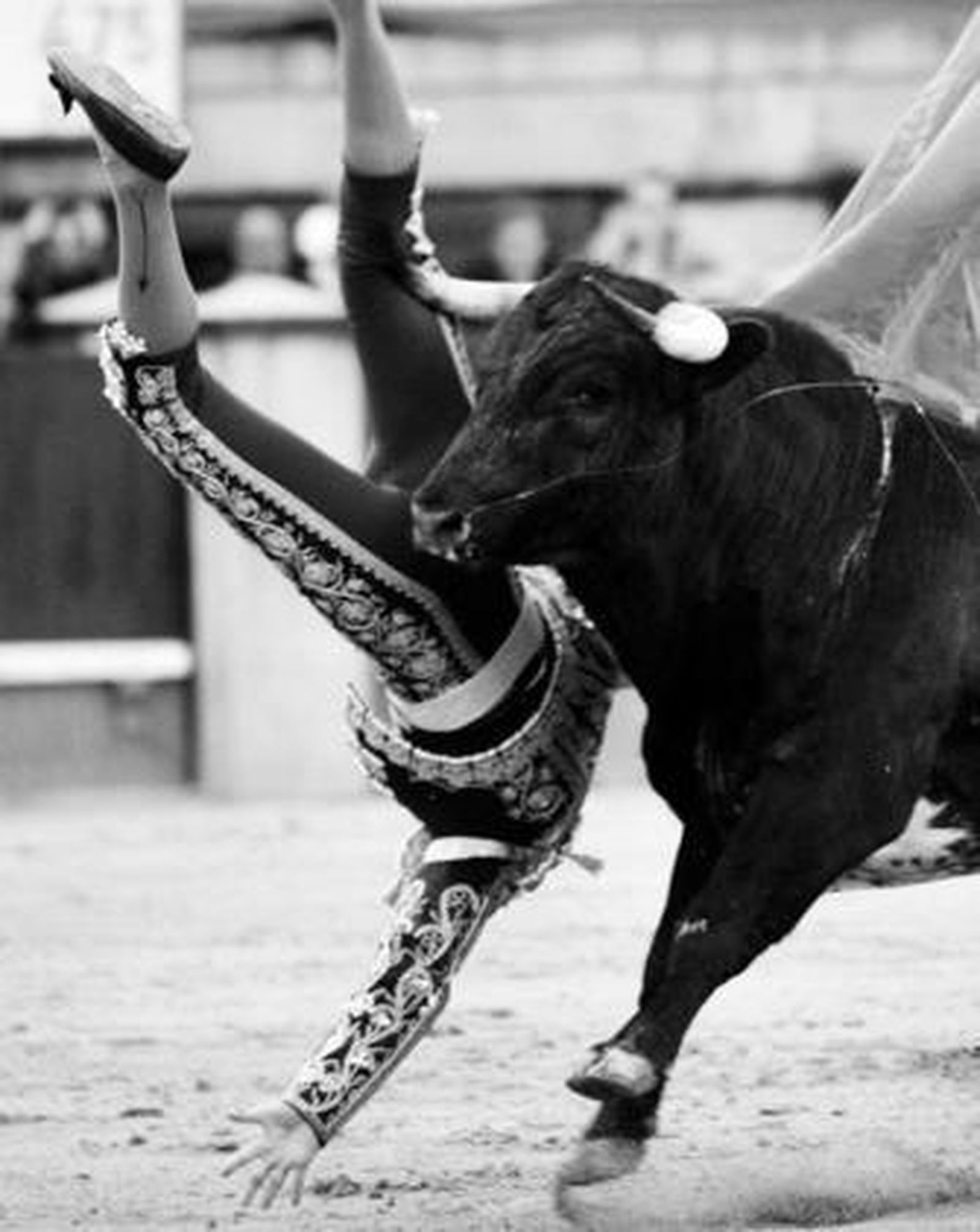 El Payo, en el momento de ser prendido por el quinto novillo, que le hirió en la parte posterior del muslo.