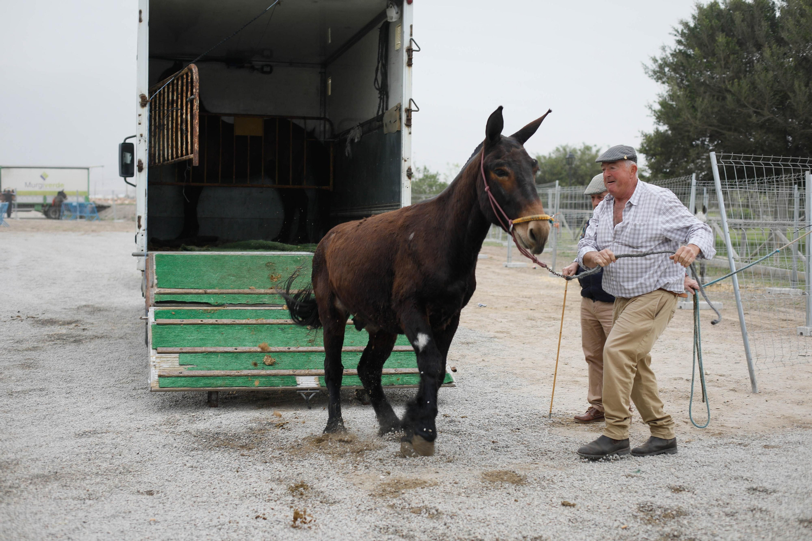 Galería de la Feria  de ganado en Tarambana