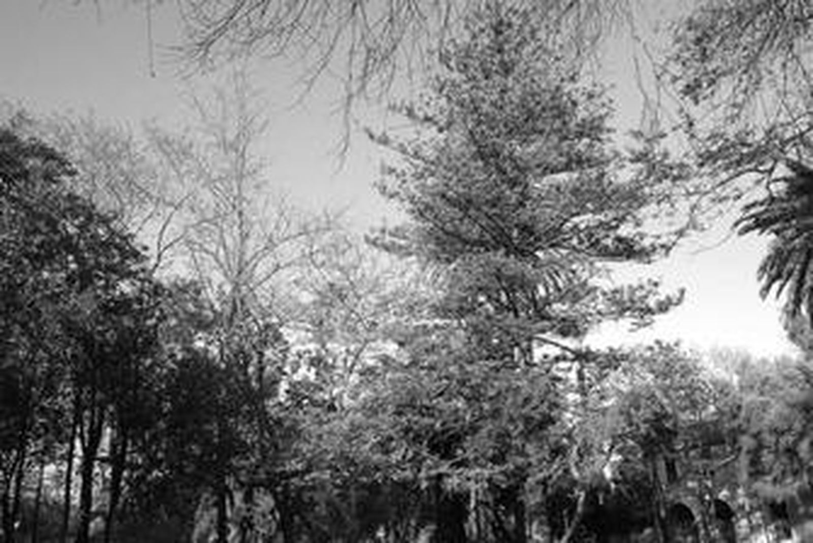 Algunos ejemplares del Parque de las Acacias, donde destaca la araucaria en el centro, junto a la casa del Señor Smith, ayer.