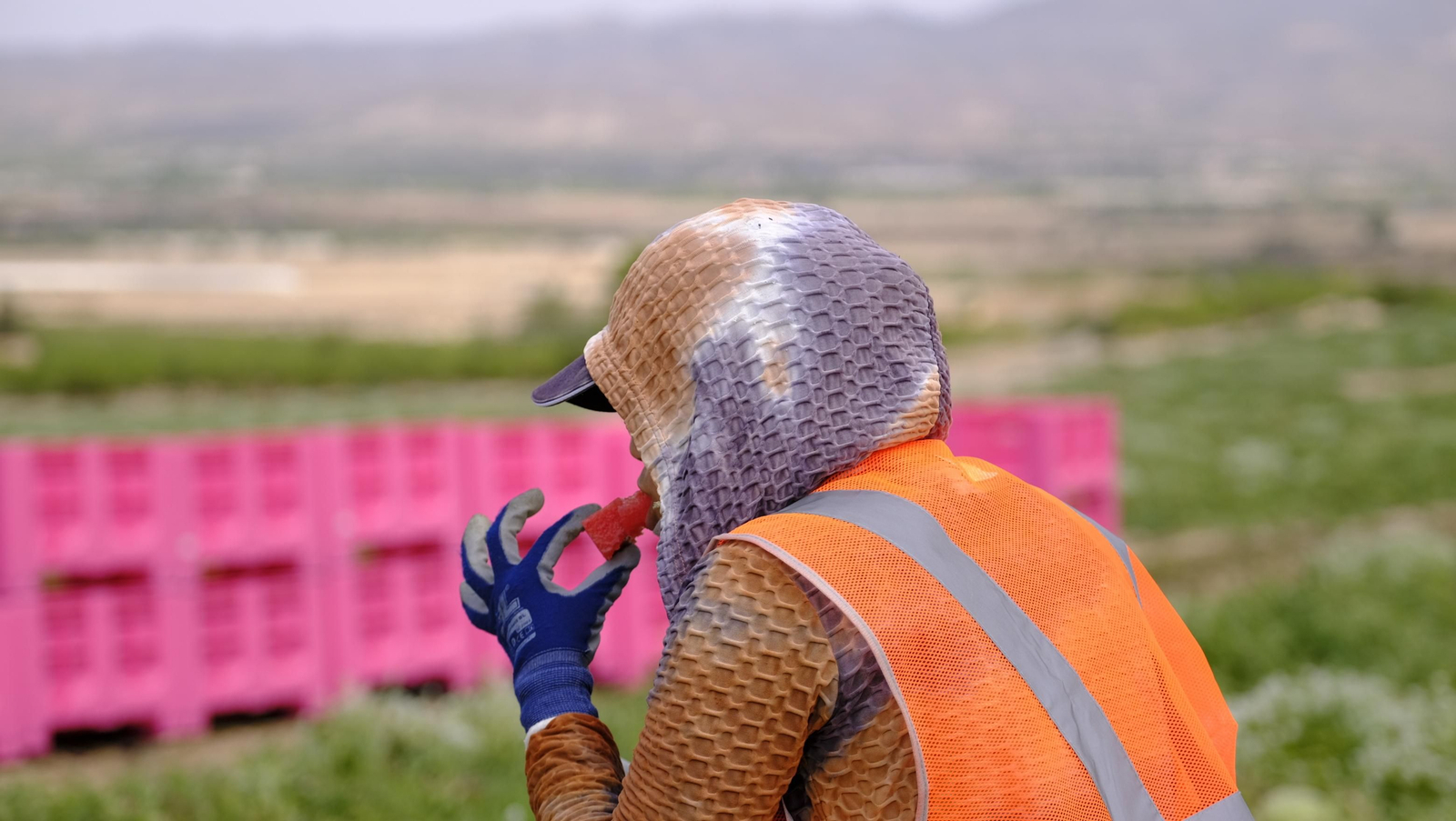 La sandía y el melón de Huércal Overa, manjares en imágenes